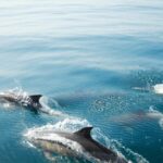 Dolphins watching cruise