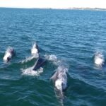 dolphins watching tour Algarve