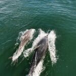 GLASS BOTTOM BOAT TRIP ALGARVE