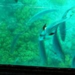 GLASS BOTTOM BOAT TRIP ALGARVE