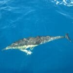 GLASS BOTTOM BOAT TRIP ALGARVE